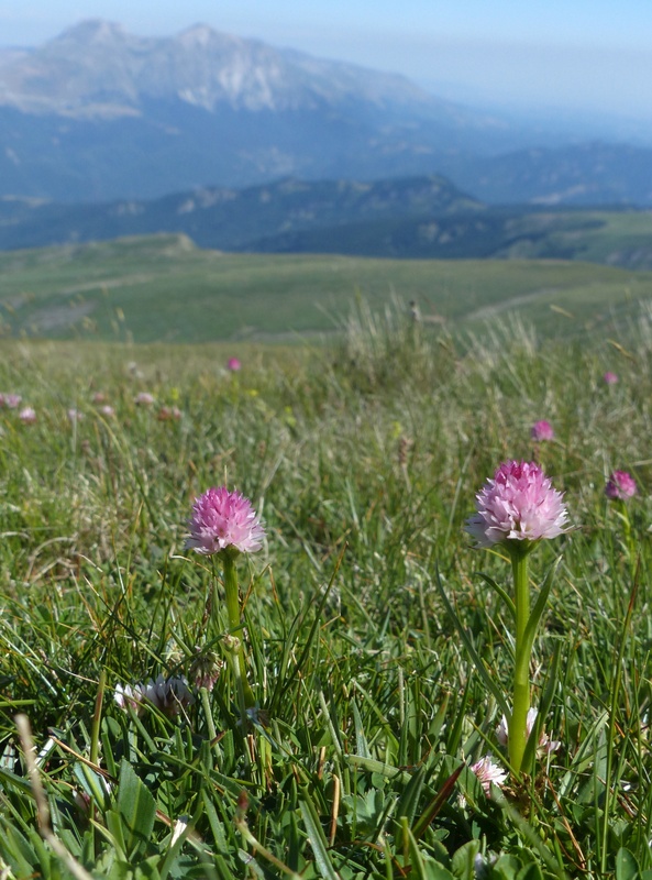 La Nigritella widderi a Pizzo di Sevo e Cima Lepri  -  luglio 2025